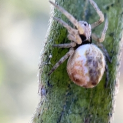 Salsa fuliginata (Sooty Orb-weaver) at Ainslie, ACT - 10 May 2023 by Hejor1