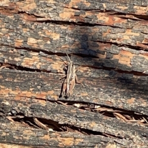 Phaulacridium vittatum at Ainslie, ACT - 10 May 2023