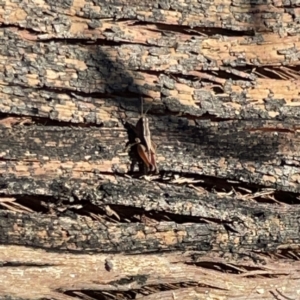 Phaulacridium vittatum at Ainslie, ACT - 10 May 2023 02:34 PM