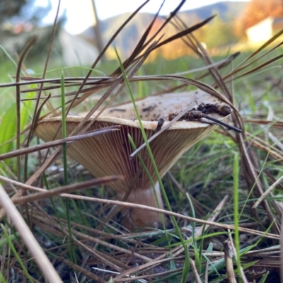 Unidentified Cap on a stem; gills below cap [mushrooms or mushroom-like] at Bright, VIC - 10 May 2023 by jksmits