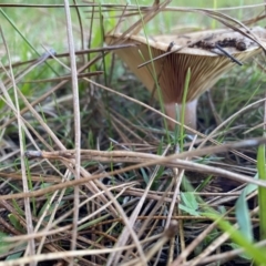 Lactarius s.l. at suppressed - 10 May 2023 03:38 PM