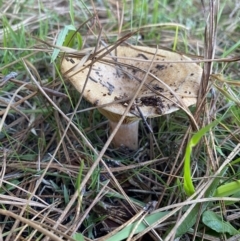 Lactarius s.l. at suppressed - 10 May 2023 03:38 PM
