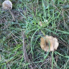 Lactarius s.l. at suppressed - 10 May 2023 03:38 PM