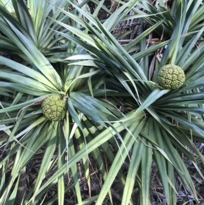 Pandanus tectorius (Pandanus, Screw Pine) at Evans Head, NSW - 10 May 2023 by AliClaw