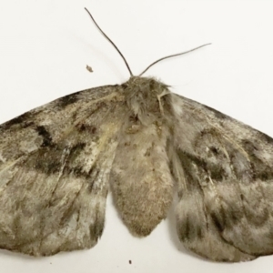 Chelepteryx collesi at Hughes, ACT - 10 May 2023