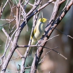 Ptilotula penicillata (White-plumed Honeyeater) at Wodonga, VIC - 10 May 2023 by KylieWaldon