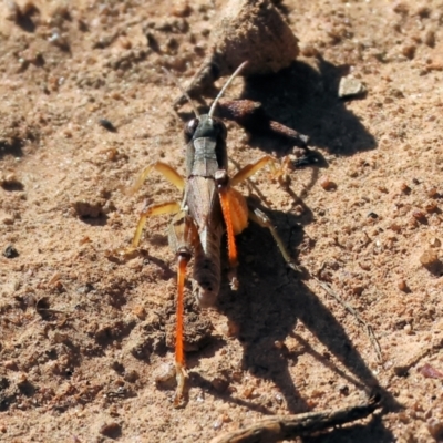 Phaulacridium vittatum (Wingless Grasshopper) at Wodonga, VIC - 10 May 2023 by KylieWaldon