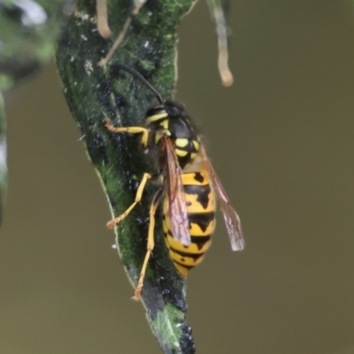 Vespula germanica (German Yellowjacket Wasp (also known as European Wasp)) at Wodonga, VIC - 6 May 2023 by KylieWaldon