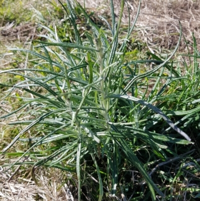 Senecio quadridentatus (Cotton Fireweed) at Throsby, ACT - 10 May 2023 by HappyWanderer