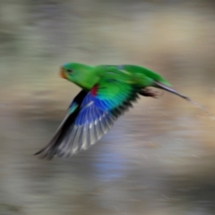 Lathamus discolor (Swift Parrot) at Watson, ACT - 10 May 2023 by Harrisi