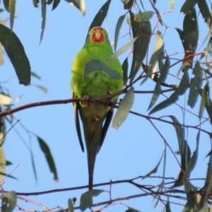 Lathamus discolor at Watson, ACT - suppressed