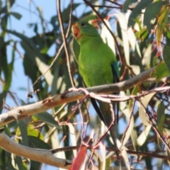 Lathamus discolor at Watson, ACT - suppressed