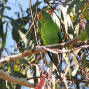 Lathamus discolor at Watson, ACT - suppressed