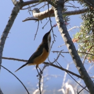 Acanthorhynchus tenuirostris at Bonython, ACT - 10 May 2023