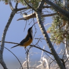 Acanthorhynchus tenuirostris at Bonython, ACT - 10 May 2023