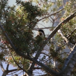 Acanthorhynchus tenuirostris at Bonython, ACT - 10 May 2023