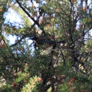 Acanthorhynchus tenuirostris at Bonython, ACT - 10 May 2023