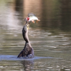 Phalacrocorax carbo (Great Cormorant) at Stranger Pond - 10 May 2023 by RodDeb