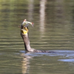 Phalacrocorax carbo at Bonython, ACT - 10 May 2023