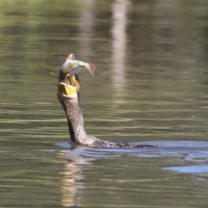 Phalacrocorax carbo at Bonython, ACT - 10 May 2023