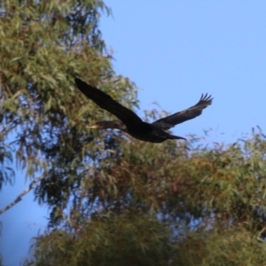 Phalacrocorax carbo at Bonython, ACT - 10 May 2023