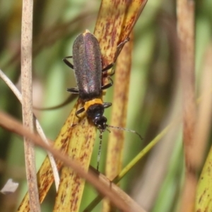 Chauliognathus lugubris at Bonython, ACT - 10 May 2023 01:23 PM