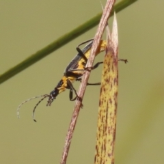 Chauliognathus lugubris at Bonython, ACT - 10 May 2023 01:23 PM