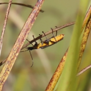 Chauliognathus lugubris at Bonython, ACT - 10 May 2023 01:23 PM