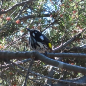 Phylidonyris novaehollandiae at Bonython, ACT - 10 May 2023