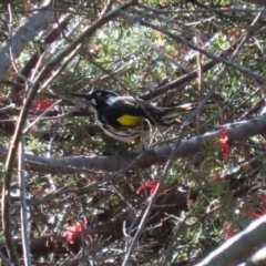 Phylidonyris novaehollandiae at Bonython, ACT - 10 May 2023