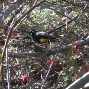 Phylidonyris novaehollandiae at Bonython, ACT - 10 May 2023