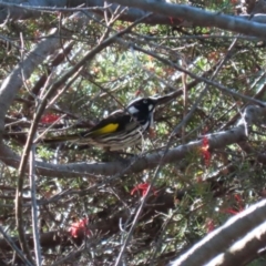 Phylidonyris novaehollandiae at Bonython, ACT - 10 May 2023