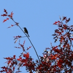 Phylidonyris novaehollandiae at Bonython, ACT - 10 May 2023