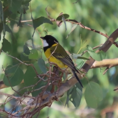 Pachycephala pectoralis (Golden Whistler) at Stranger Pond - 10 May 2023 by RodDeb