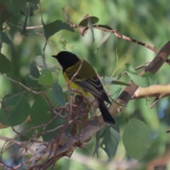 Pachycephala pectoralis at Bonython, ACT - 10 May 2023