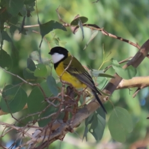 Pachycephala pectoralis at Bonython, ACT - 10 May 2023