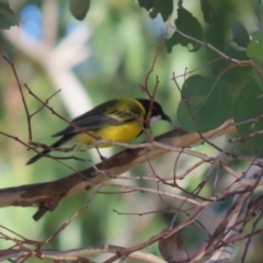 Pachycephala pectoralis at Bonython, ACT - 10 May 2023