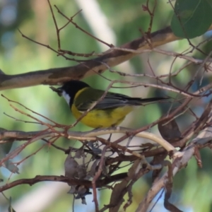 Pachycephala pectoralis at Bonython, ACT - 10 May 2023