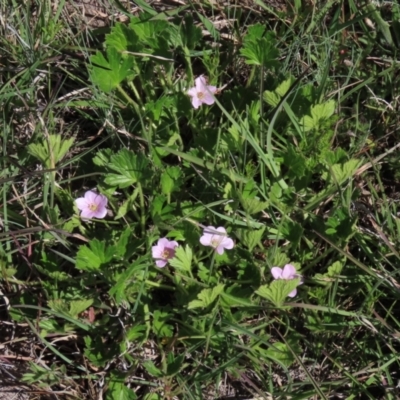 Geranium antrorsum (Rosetted Cranesbill) at Dry Plain, NSW - 15 Nov 2020 by AndyRoo