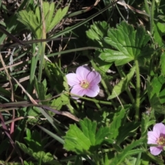 Geranium antrorsum at Dry Plain, NSW - 15 Nov 2020 10:12 AM