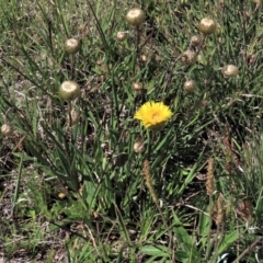 Podolepis jaceoides (Showy Copper-wire Daisy) at Dry Plain, NSW - 15 Nov 2020 by AndyRoo