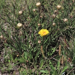 Podolepis jaceoides at Dry Plain, NSW - 15 Nov 2020