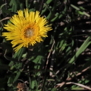 Podolepis jaceoides at Dry Plain, NSW - 15 Nov 2020