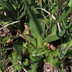 Podolepis jaceoides at Dry Plain, NSW - 15 Nov 2020