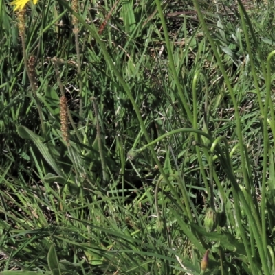 Plantago varia (Native Plaintain) at Dry Plain, NSW - 14 Nov 2020 by AndyRoo