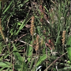 Plantago varia (Native Plaintain) at Dry Plain, NSW - 14 Nov 2020 by AndyRoo