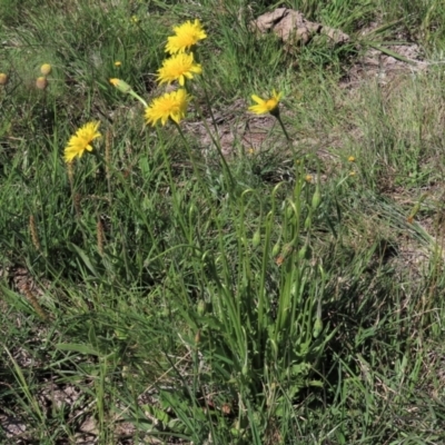 Microseris lanceolata (Yam Daisy) at Dry Plain, NSW - 15 Nov 2020 by AndyRoo