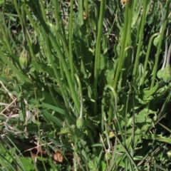 Microseris lanceolata at Dry Plain, NSW - 15 Nov 2020