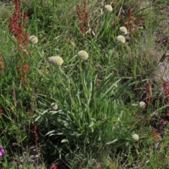 Rumex acetosella (Sheep Sorrel) at Dry Plain, NSW - 15 Nov 2020 by AndyRoo