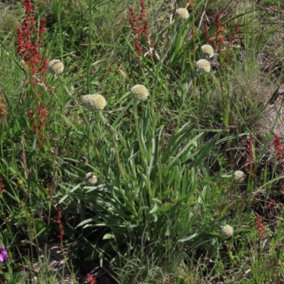 Rumex acetosella (Sheep Sorrel) at Dry Plain, NSW - 14 Nov 2020 by AndyRoo